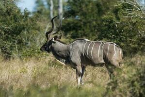 mayor kudú, kruger nacional parque, sur África foto