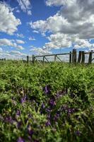 Vicia villosa in coutryside, Pampas, Argentina photo