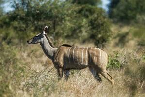 mayor kudú, kruger nacional parque, sur África foto