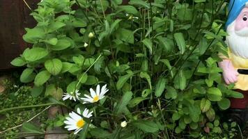 Figur von ein Gnom im das Garten unter Blumen video