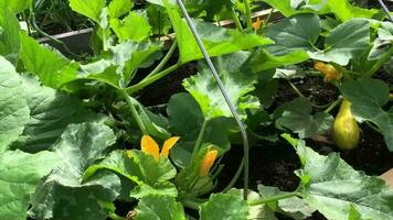 pumpa, grön löv, blommor och frukt på en säng i de vegetabiliska trädgård video