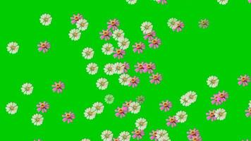 animated video of flowers scattered on a green background.