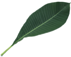 ein Grün Blatt mit ein png Hintergrund
