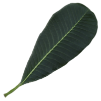 a green leaf with a PNG background