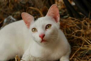 a white cat with green eyes laying on straw photo