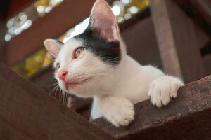 A black and white furry kitten lying on the wooden floor staring at something. photo