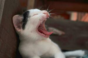 Yawning black and white cat photo