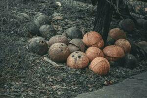 a pile of coconut shells on the ground photo