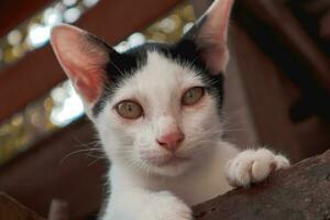 A black and white furry kitten lying on the wooden floor staring at you photo