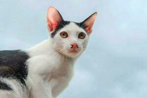 el gato tiene un lunar, negro y blanco pelo, cielo antecedentes. foto