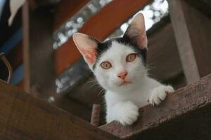 A black and white furry kitten lying on the wooden floor staring at you photo