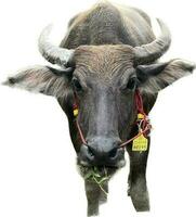 The buffalo is looking forward. photo