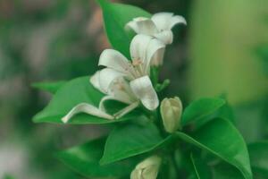 White glass flowers are fragrant. has beautiful green leaves photo