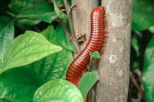 A millipede is walking on a tree. photo