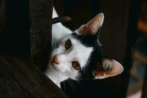 negro y blanco peludo gato curioso a alguna cosa mientras acostado en el madera foto