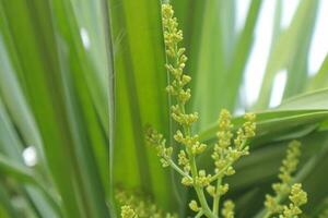 el flores de el palma árbol son ligero verde. foto