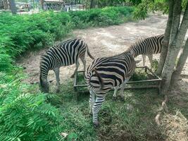 Three zebras are crouching down to eat grass. photo