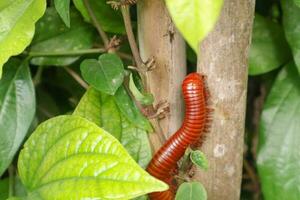 A red millipede is walking on a tree with green leaves surrounding it. photo