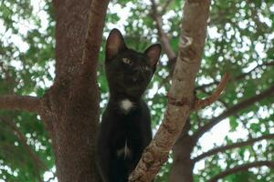 el gatito es alpinismo en el árbol. foto