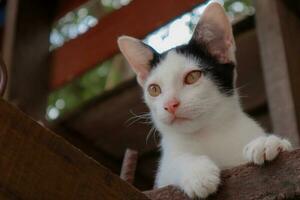 negro y blanco peludo gato curioso a alguna cosa mientras acostado en el madera foto