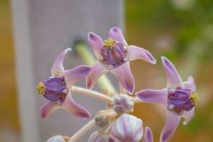 a close up of a purple flower crown flower photo