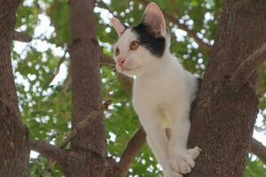el gatito es alpinismo en el árbol. foto