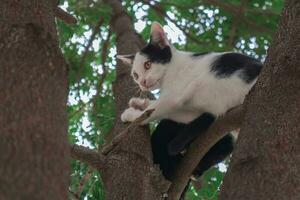 el gatito es alpinismo en el árbol. foto