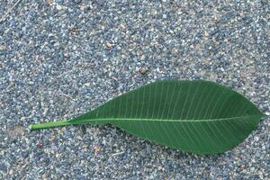 green leaves laying on the stone floor photo