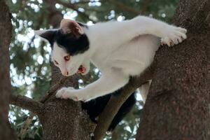 Black and white cat biting a tree branch photo