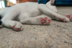 The kitten's feet are pale pink. photo