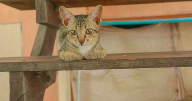 un gato con el letra metro en sus cabeza es dormido en un de madera escalera. foto