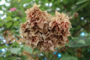 The dried flowers are light brown, waiting for the day to fall photo