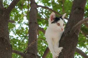 The kitten is climbing on the tree. photo