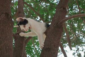 el gatito es alpinismo en el árbol. foto