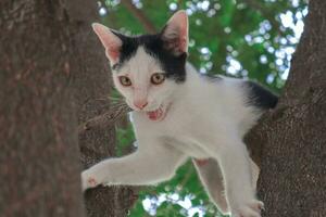 negro y blanco gato mordiendo un árbol rama foto