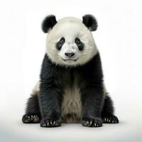 Cute panda bear isolated photo