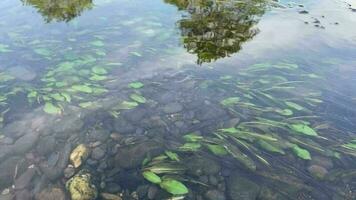 tranquillo fiume paesaggio sereno acqua riflessi nel il campagna video