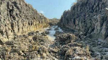 da natureza maravilhas calma água fluindo dentro cênico região selvagem - lindo panorama tiro video