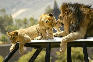 African lion cubs and its father form a close relationship by bonding. photo