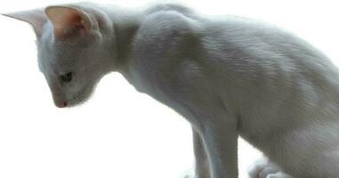 a white cat sitting on a white surface photo