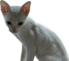 a white cat sitting on a white surface photo