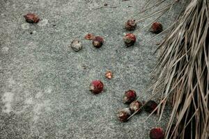 The leaves and the ball fell on the ground photo