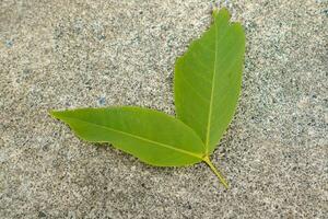 green leaves laying on the concrete floor photo