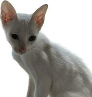 a white cat sitting on a white surface photo