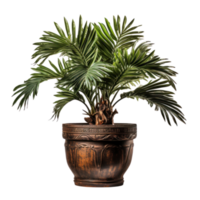 Interior home plant in pot png