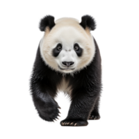 Cute panda bear isolated png