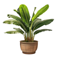 Interior home plant in pot png