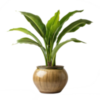 Interior home plant in pot png