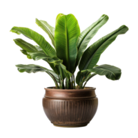 Interior home plant in pot png