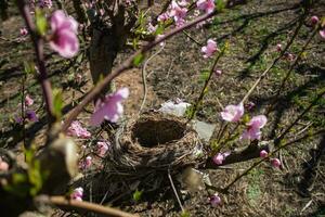 Birds nest in a peach tree photo